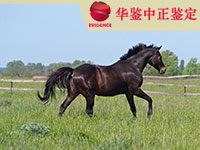 济南马做动物亲子鉴定