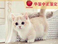 济南猫做动物亲子鉴定