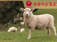 济南羊做动物亲子鉴定